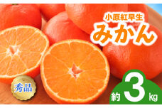 先行予約 みかん 蜜柑 約3kg 小原紅早生 小原紅早生みかん 柑橘 オレンジ 果物 フルーツ 果実 旬 家庭用 11月下旬～12月下旬 配送 選べる 容量 香川県 丸亀市