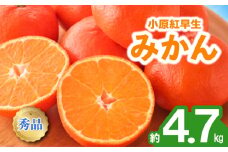 先行予約 みかん 蜜柑 約4.7kg 小原紅早生 小原紅早生みかん 柑橘 オレンジ 果物 フルーツ 果実 旬 家庭用 11月下旬～12月下旬 配送 選べる 容量 香川県 丸亀市