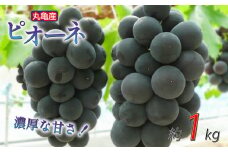 凝縮された濃厚な甘み！ ピオーネ 約1kg 2-3房入 種なし 冷蔵 配送 ぶどう 葡萄 ブドウ フルーツ 果物 くだもの デザート 果実 美味しい 人気果物 人気フルーツ 旬のフルーツ 旬の果物 ふるさと納税ぶどう ふるさと納税ピオーネ 香川県 丸亀市