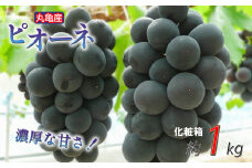 【化粧箱】凝縮された濃厚な甘み！ ピオーネ 約1kg 2-3房入  種なし 冷蔵 配送 ぶどう 葡萄 ブドウ フルーツ 果物 くだもの デザート 果実 美味しい 人気果物 人気フルーツ 旬のフルーツ 旬の果物 ふるさと納税ぶどう ふるさと納税ピオーネ 香川県 丸亀市