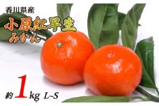 小原紅早生みかん 約1kg L~Sサイズ 常温 先行予約 フルーツ 果物 柑橘 小原紅早生 みかん ふるさと納税みかん 香川県 丸亀市