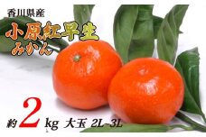 小原紅早生みかん 約2kg 大玉 2L~3Lサイズ 常温 先行予約 フルーツ 果物 柑橘 小原紅早生 みかん ふるさと納税みかん 香川県 丸亀市