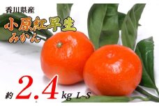 小原紅早生みかん 約2.4kg L~Sサイズ 常温 先行予約 フルーツ 果物 柑橘 小原紅早生 みかん ふるさと納税みかん 香川県 丸亀市