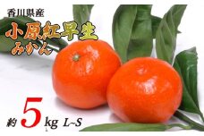 小原紅早生みかん 約5kg L~Sサイズ 常温 先行予約 フルーツ 果物 柑橘 小原紅早生 みかん ふるさと納税みかん 香川県 丸亀市