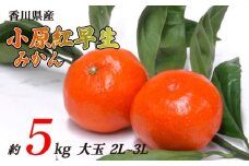 小原紅早生みかん 約5kg 大玉 2L~3Lサイズ 常温 先行予約 フルーツ 果物 柑橘 小原紅早生 みかん ふるさと納税みかん 香川県 丸亀市