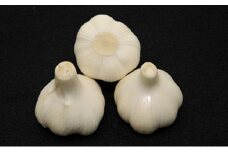 【先行予約】 生にんにく  新物 約2kg ニンニク 大蒜 にんにく 生 肉厚 時期限定 ガーリック 香り 生にんにく 料理 スープ アヒージョ ステーキ 丸揚げ バター炒め ラーメン トッピング スライス すりおろし 薬味 ドレッシング タレ チップ パウダー オイル  野菜炒め ソテー ライス スタミナ ビタミン 健康 疲労回復 整腸 血液 免疫 香川県 丸亀市