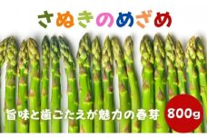 【先行予約】 アスパラガス 早出し さぬきのめざめ 春芽 約800g 期間限定 丸亀産 アスパラ グリーンアスパラ 野菜 旬 旬の野菜 季節の野菜 産地直送 丸亀 香川 冷蔵 冷蔵配送 先行 予約 疲労回復 免疫力向上 食物繊維 ビタミンC 柔らかい 甘い 料理 おかず アスパラベーコン巻き 炒め フライ ポタージュ ふるさと納税アスパラ ふるさと納税野菜 香川県 丸亀市
