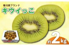 先行予約 キウイ 約2kg キウイフルーツ サイズ混合 さぬきキウイっこ 果物 果実 フルーツ 旬 デザート 選べる 容量 11月上旬～12月下旬 配送 家庭用 贈答用 ギフト プレゼント 香川県 丸亀市