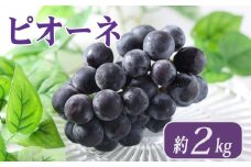 ピオーネ 約2kg 3～6房 ぶどう 葡萄 ブドウ フルーツ 果物 くだもの 果実 フルーツ 旬 旬の果物 デザート スイーツ おやつ ゼリー ジュース 人気果物 人気フルーツ ランキング 香川 丸亀