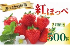 いちご 紅ほっぺ 苺 約500g 果物 フルーツ くだもの イチゴ ジューシー 果汁 果実 ケーキ ジュース ゼリー アイス ジャム デザート スイーツ ふるさと納税いちご ふるさと納税フルーツ 国産 香川県 丸亀市 発送期間：2月