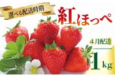 いちご 紅ほっぺ 苺 約1kg 果物 フルーツ くだもの イチゴ ジューシー 果汁 果実 ケーキ ジュース ゼリー アイス ジャム デザート スイーツ ふるさと納税いちご ふるさと納税フルーツ 国産 香川県 丸亀市 発送期間：4月