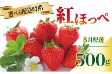 いちご 紅ほっぺ 苺 約500g 果物 フルーツ くだもの イチゴ ジューシー 果汁 果実 ケーキ ジュース ゼリー アイス ジャム デザート スイーツ ふるさと納税いちご ふるさと納税フルーツ 国産 香川県 丸亀市 発送期間：5月