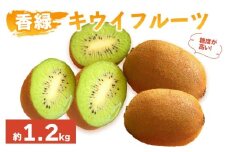 先行予約 キウイフルーツ 香緑 約1.2kg  果物 フルーツ キウイ グリーンキウイ こうりょく デザート スイーツ ケーキ ジュース ゼリー アイス シャーベット ジェラート フルーツ大福 ドライフルーツ  ギフト 家庭用 旬の果物 旬 ビタミンC 美容 健康 お取り寄せ グルメ 人気 おすすめ 香川県 丸亀市