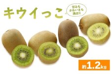 先行予約 キウイフルーツ キウイっこ 約1.2kg  果物 フルーツ キウイ グリーンキウイ デザート スイーツ ケーキ ジュース ゼリー アイス シャーベット ジェラート フルーツ大福 ドライフルーツ  ギフト 家庭用 旬の果物 旬 ビタミンC 美容 健康 お取り寄せ グルメ 人気 おすすめ 香川県 丸亀市