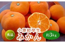 先行予約 小原紅早生みかん 約3kg  果物 フルーツ みかん 蜜柑 紅みかん 柑橘 温州みかん デザート スイーツ ケーキ ジュース ゼリー アイス シャーベット ジェラート フルーツ大福 ギフト 家庭用 香川県 丸亀市
