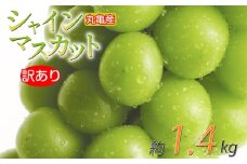 訳あり シャインマスカット 約1.4kg 2-4房 種なし 皮ごと 冷蔵 配送 マスカット ぶどう 葡萄 ブドウ フルーツ 果物 くだもの 瀬戸内 果汁 フルーツ 高級 デザート 果実 青果 甘い ビタミンC 食物繊維 ブドウ糖 美肌 季節 国産 ふるさと納税マスカット ふるさと納税ぶどう 香川県 丸亀市