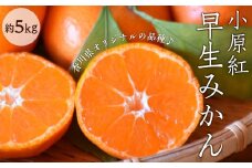 小原紅早生みかん 約5kg