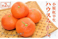 小原紅早生 ハウスみかん 約2kg ( 18 ～ 30玉 )｜みかん