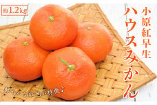 小原紅早生 ハウスみかん 約1.2kg ( 12 ～ 18玉 )｜みかん