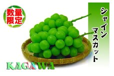 《2025年発送》特秀品シャインマスカット1kgの詰め合わせ【数量限定】