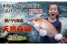 【ギフト用】[下処理なし]≪瀬戸内海産≫朝1番水揚げされた天然真鯛を直送致します。［特大サイズ］