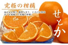 ＜果汁たっぷりコクのある甘みが自慢＞せとか3kg詰め合わせ
