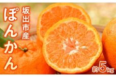 坂出市産 ぽんかん 約5kg