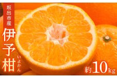 坂出市産 伊予柑 約10kg