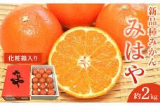 新品種みかん「みはや」約2kg（11～16玉入り） 化粧箱入り