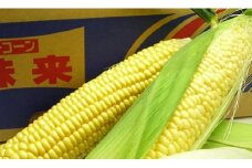 とうもろこし もぎたてトウモロコシ 5kg 坂出市産【先行予約：2025年6月上旬～順次発送】