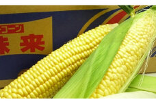 とうもろこし もぎたてトウモロコシ 5kg 坂出市産【先行予約：2025年6月上旬～順次発送】
