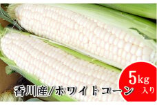 とうもろこし まるでフルーツと名高いのホワイトコーン！ 5kg 秀品 限定300セット！坂出市産【先行予約：2025年6月上旬～順次発送】
