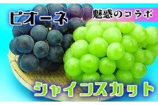 《2025年発送》シャインマスカット & ニューピオーネ セット 約2kg ( 種なしシャインマスカット 約1kg & 種なしニューピオーネ 約1kg ) 香川産 ｜ぶどう マスカット 人気品種 コラボ