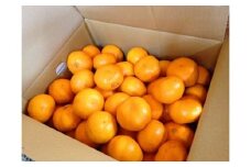 温州みかん 香川県産 10kg ｜ みかん 甘い さぬき産
