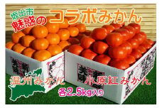 ≪先行受注≫小原紅早生 & 完熟温州 セット 約5kg ( 小原紅早生みかん約2.5kg & 完熟温州みかん約2.5kg ) S ～ Lサイズ ｜ みかん