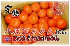 ≪先行受注≫小原紅早生みかん 香川県産 約10kg ( S ～ Lサイズ ) ｜ みかん