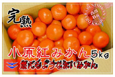 ≪先行受注≫小原紅早生みかん 香川県産 約5kg ( S ～ Lサイズ ) ｜ みかん