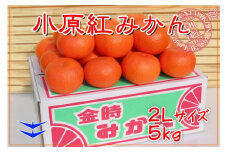 ≪先行受注≫小原紅早生みかん 香川県産 約5kg ( 2Lサイズ ) ｜ みかん