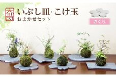 いぶし皿（さくら）・こけ玉おまかせ　セット