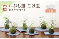 いぶし皿（うめ）・こけ玉おまかせ　セット