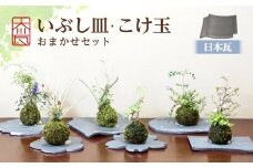いぶし皿（日本瓦）・こけ玉おまかせ　セット