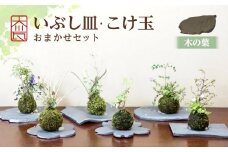 いぶし皿（木の葉）・こけ玉おまかせ　セット