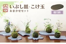 いぶし皿（楕円形）・こけ玉おまかせ　セット