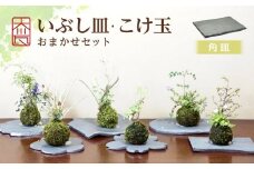 いぶし皿（角皿）・こけ玉おまかせ　セット