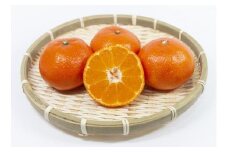 小原紅みかん  香川県産 約5kg ｜ みかん オリジナル品種 【配送不可地域：北海道・沖縄県・離島】