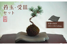 苔玉・受皿　セット（１）