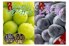 大房シャインマスカット＆大房ニューピオーネ　各1房（各約600g）