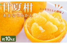 坂出市産 甘夏柑 約10kg