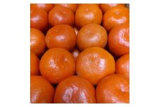小原紅早生みかん　約50個