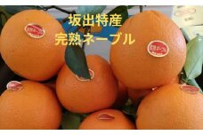 【ギフト用】越冬完熟袋掛け ネーブル 約5kg（約20個）